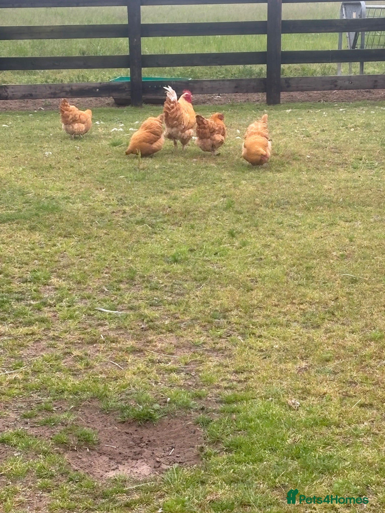 Chickens poultry Pure buff Orpington’s  - Advert 2