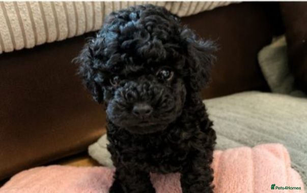 Toy Poodle dogs 🐶🩷Ready to leave🐶🩷21stJuly🤩🐶 - Advert 14