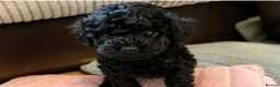 Toy Poodle dogs for sale: 🩷1 left🩷 - Advert 1