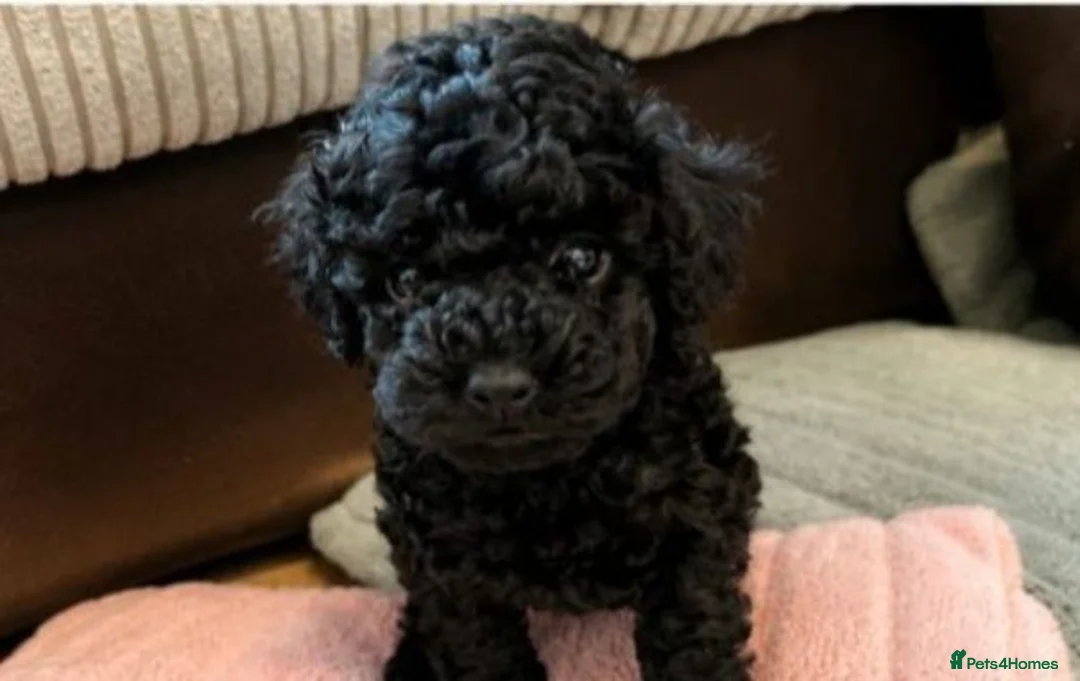 Toy Poodle dogs for sale: 🩷1 left🩷 - Advert 1