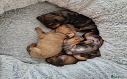 Miniature Dachshund dogs for sale: Miniature dachshund  - Image 2