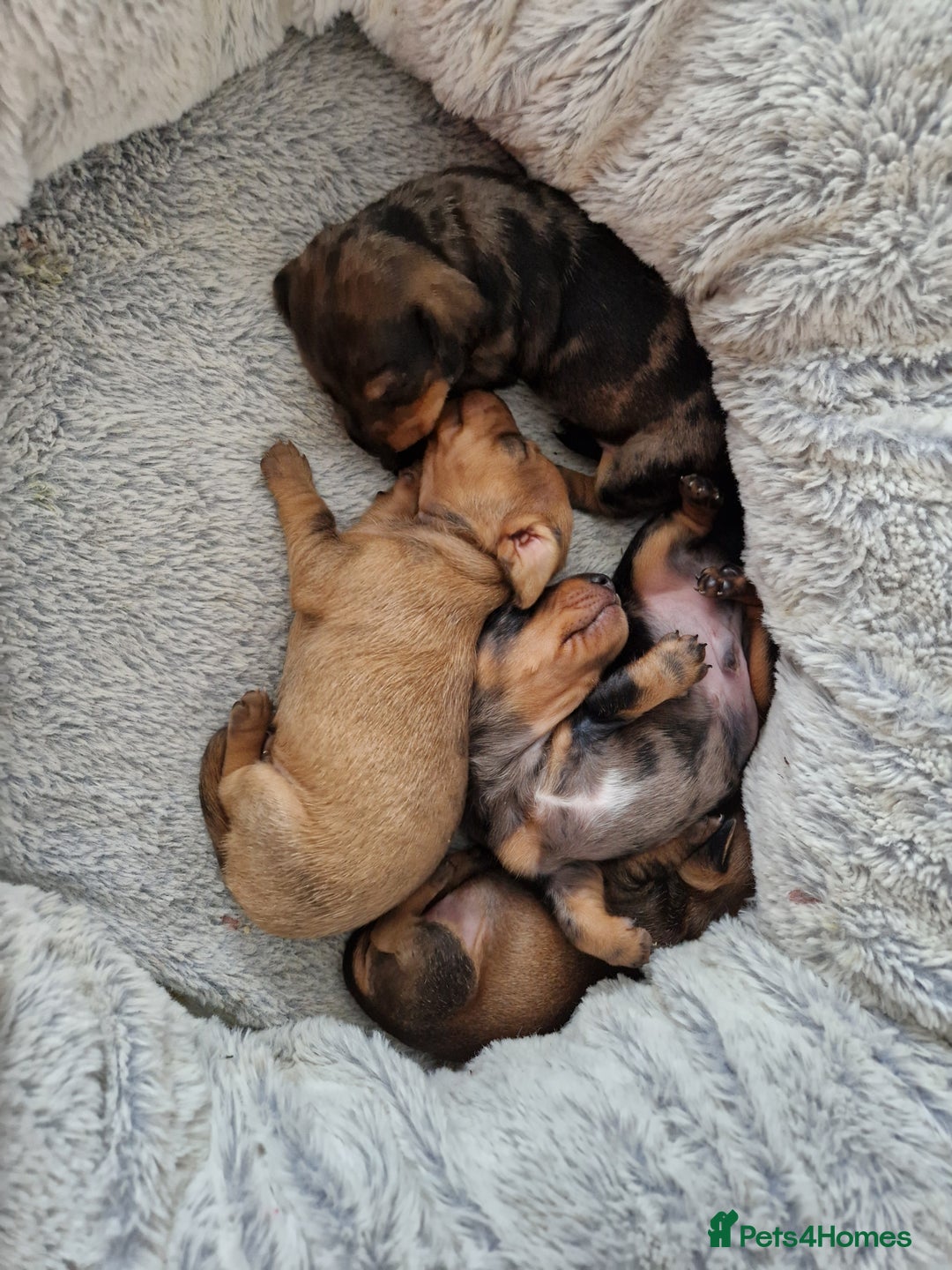Miniature Dachshund dogs for sale: Miniature dachshund  - Image 2