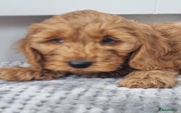 Cockapoo dogs for sale: Red and apricot F1 Cockapoo puppies  - Image 7