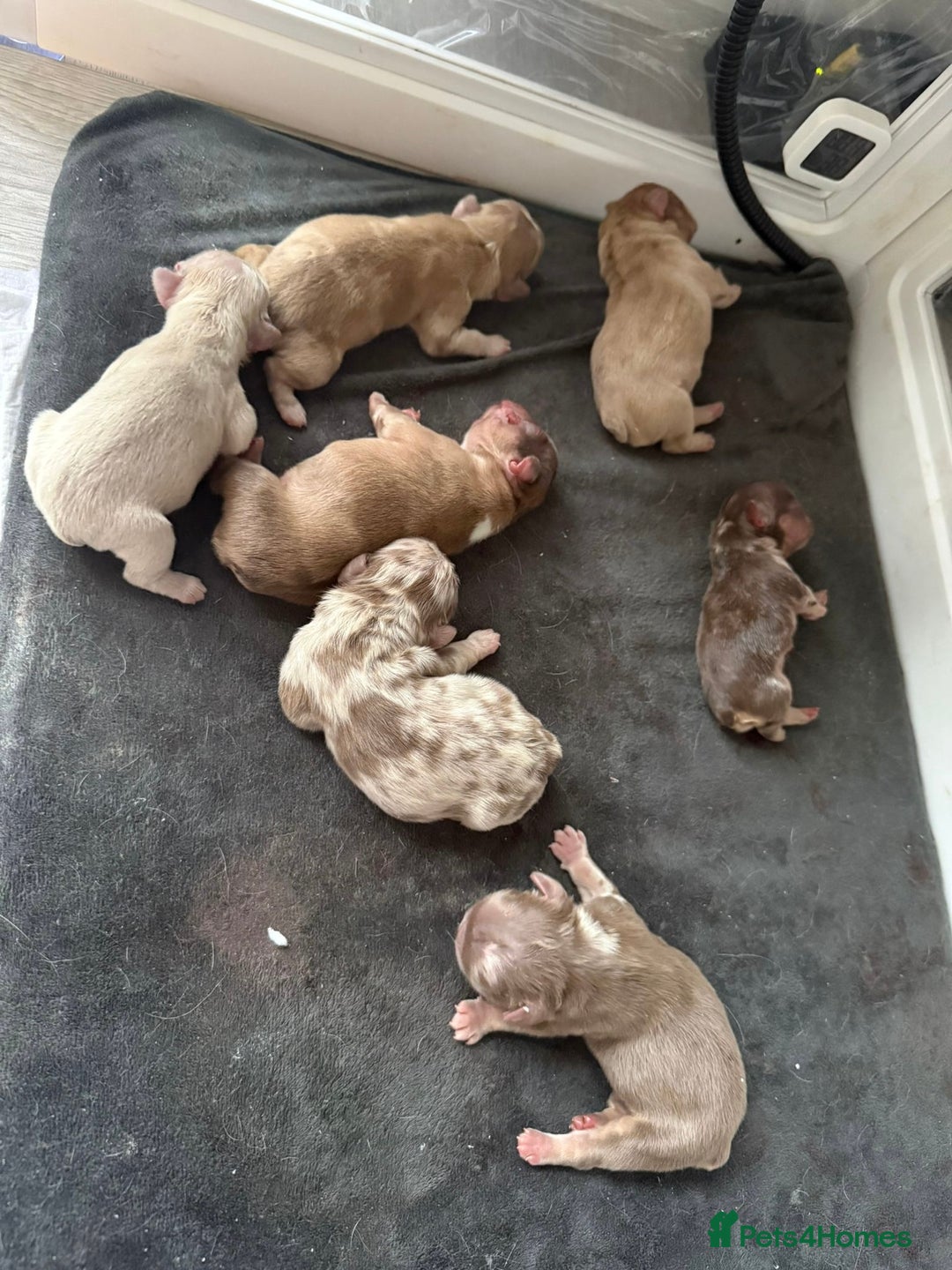 French Bulldog dogs for stud: RFG 0 & FBCE - Koda Bear - Full Fluffy Rojo & Tan - Advert 7