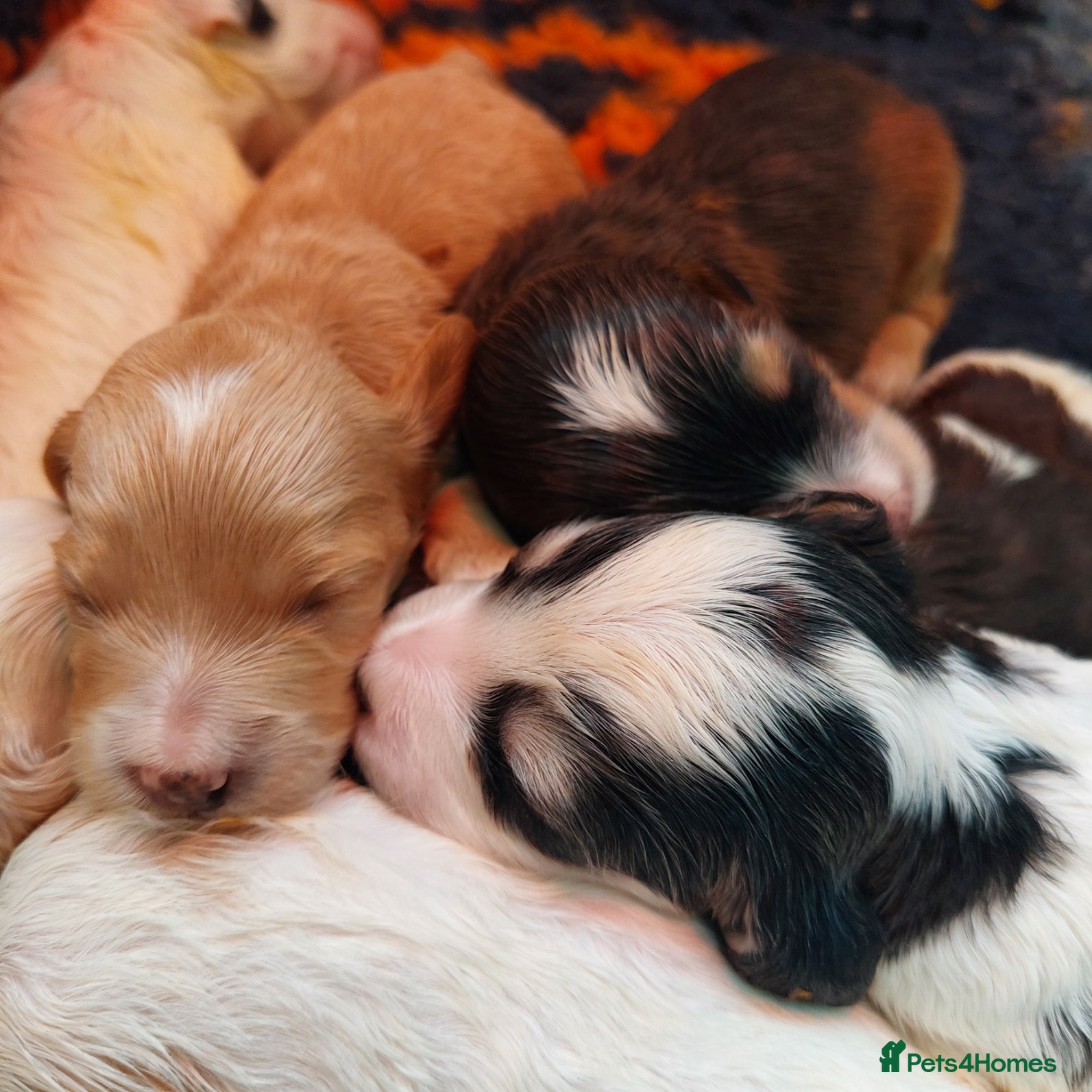 Cockapoo dogs Beautiful Cockapoos - pups reavailable  - Advert 19