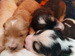 Cockapoo dogs Beautiful Cockapoos - pups reavailable - Advert 19