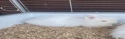Lionhead rabbits for sale: Gorgeous Double Lionhead Bunnies  - Advert 6