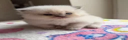 Ragdoll cats for sale: Full TICA Reg Ragdolls - Advert 14