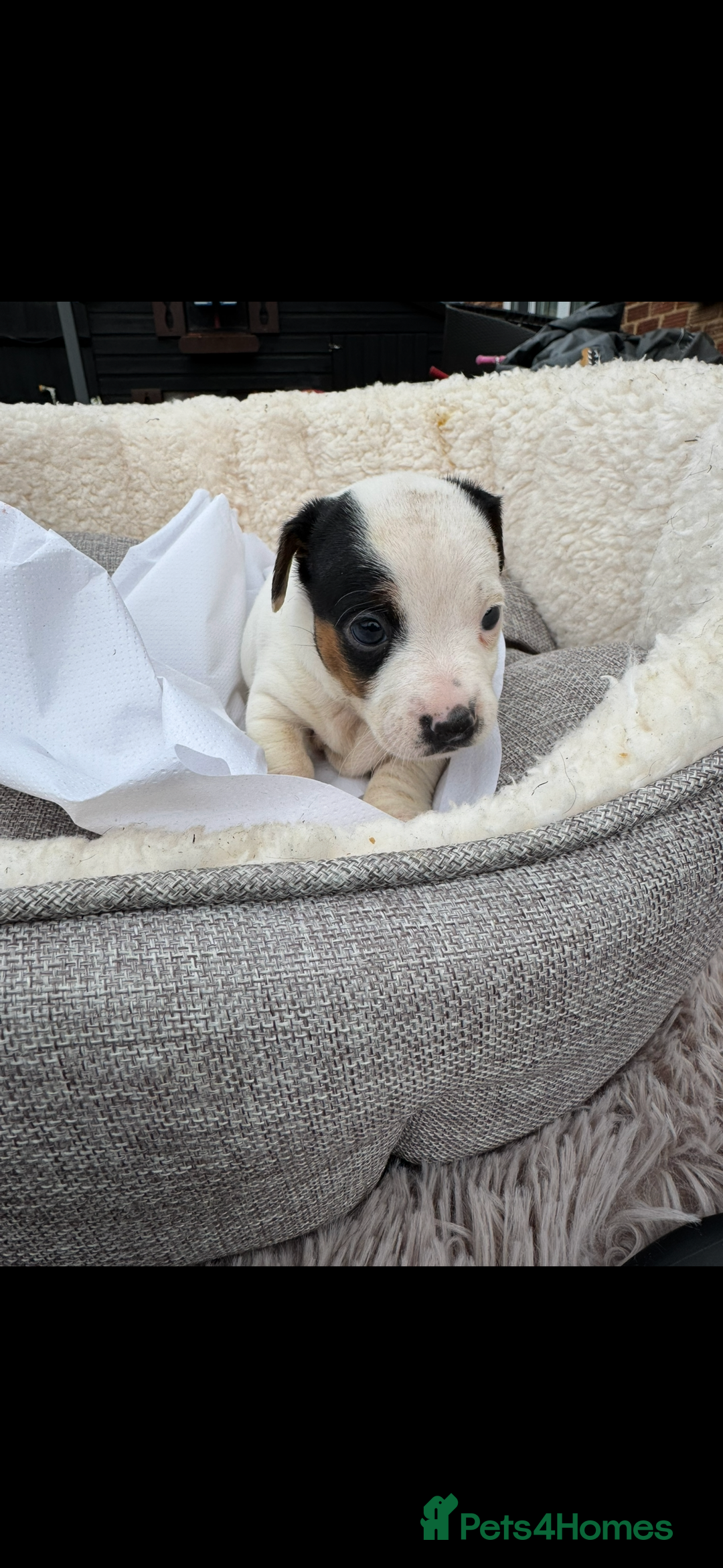 Jack Russell dogs for sale: Beautiful traditional Jack Russell puppies - Image 6