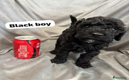 Cavapoochon dogs for sale: 🐾CAVAPOOCHON PUPPIES 🐾 - Image 17