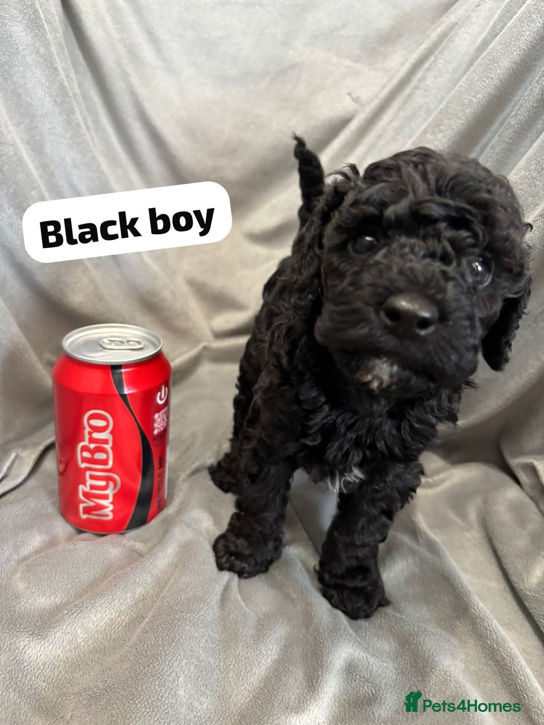 Cavapoochon dogs for sale: 🐾CAVAPOOCHON PUPPIES 🐾 - Image 17