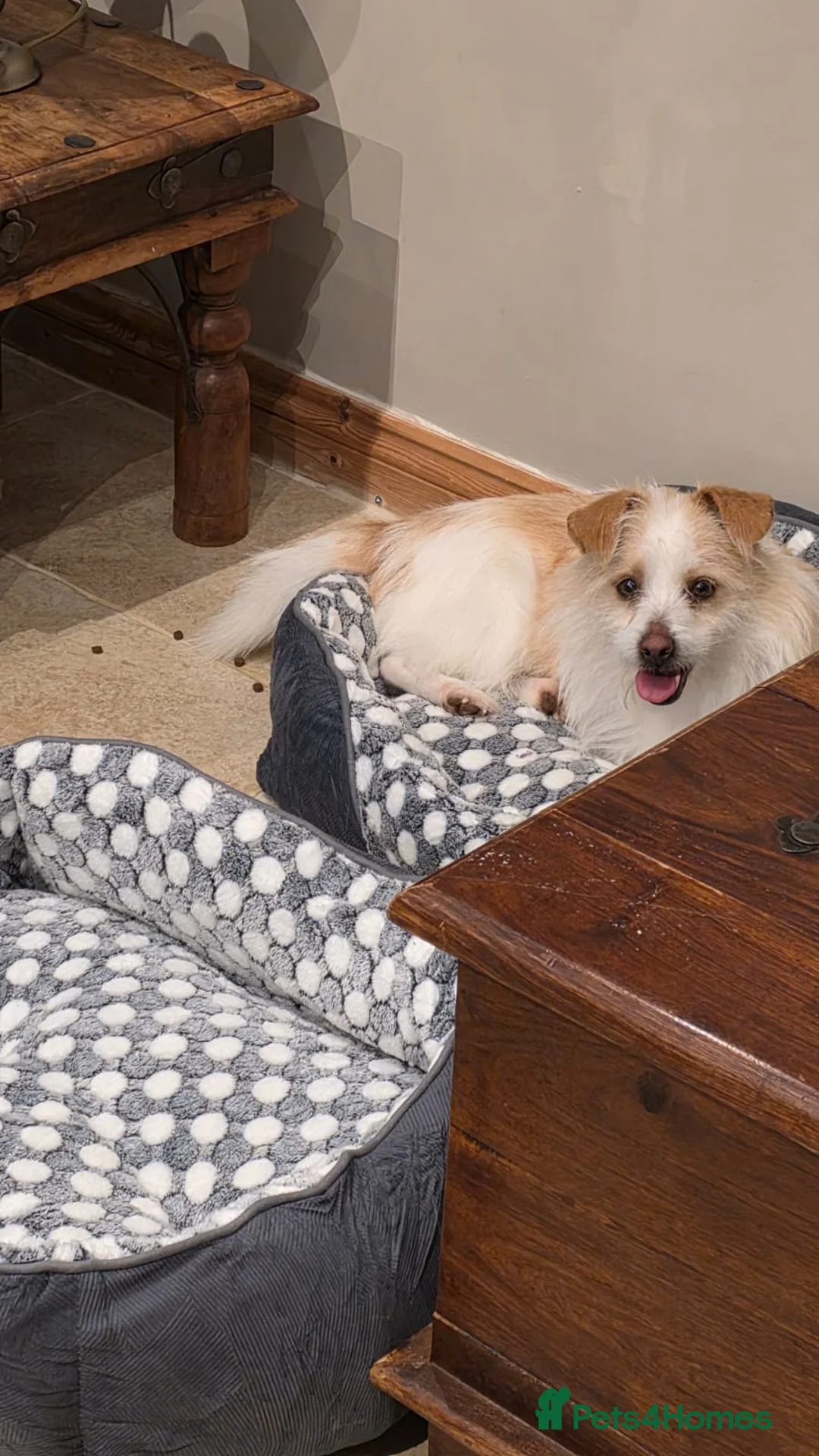 Mixed Breed dogs for adoption: Moomoo is 3-4 yr terrier type meat trade survivor  - Advert 7