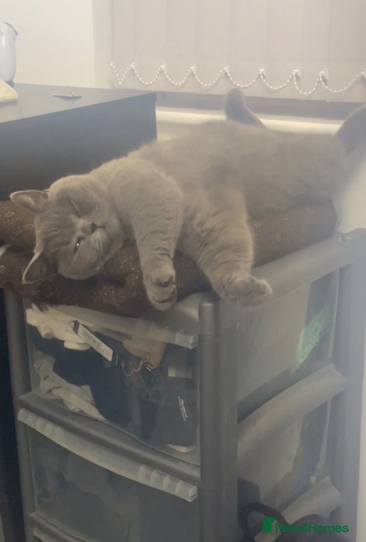British Shorthair cats Blue british shorthair - Advert 5