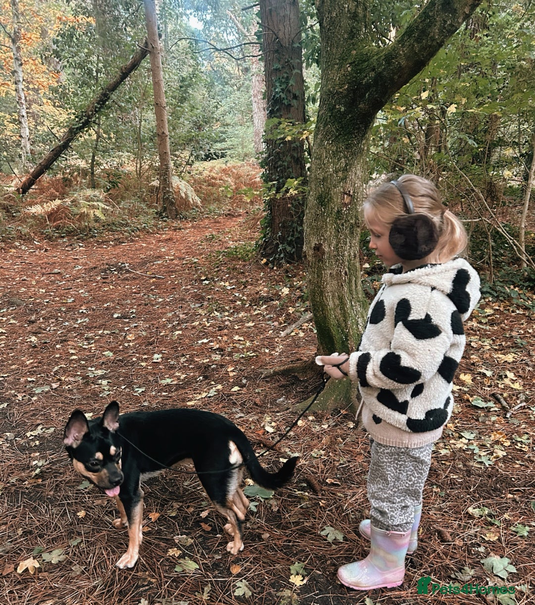 Mixed Breed dogs for sale: French Bulldog Cross  - Advert 3