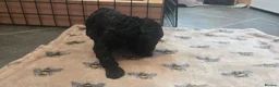 Cockapoo dogs for sale: Cockapoo Puppies  - Advert 7