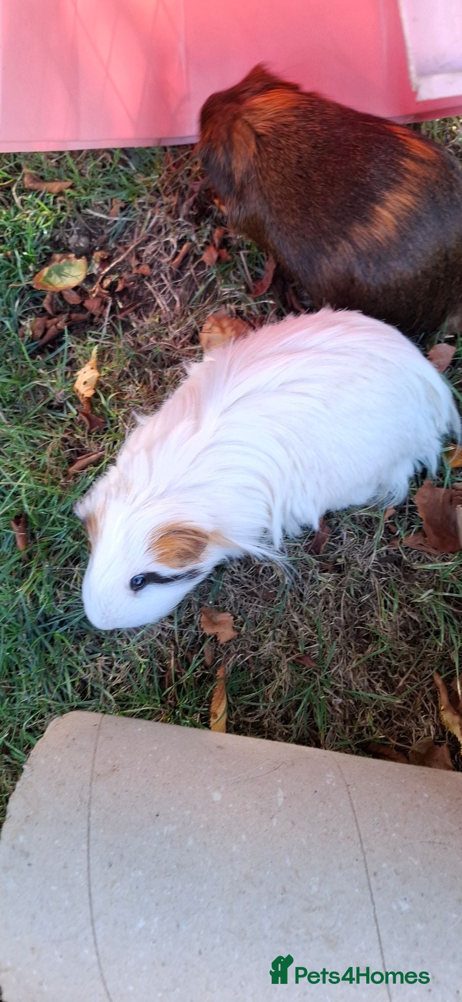Guinea Pig rodents 2 Guinea Pigs - Advert 3