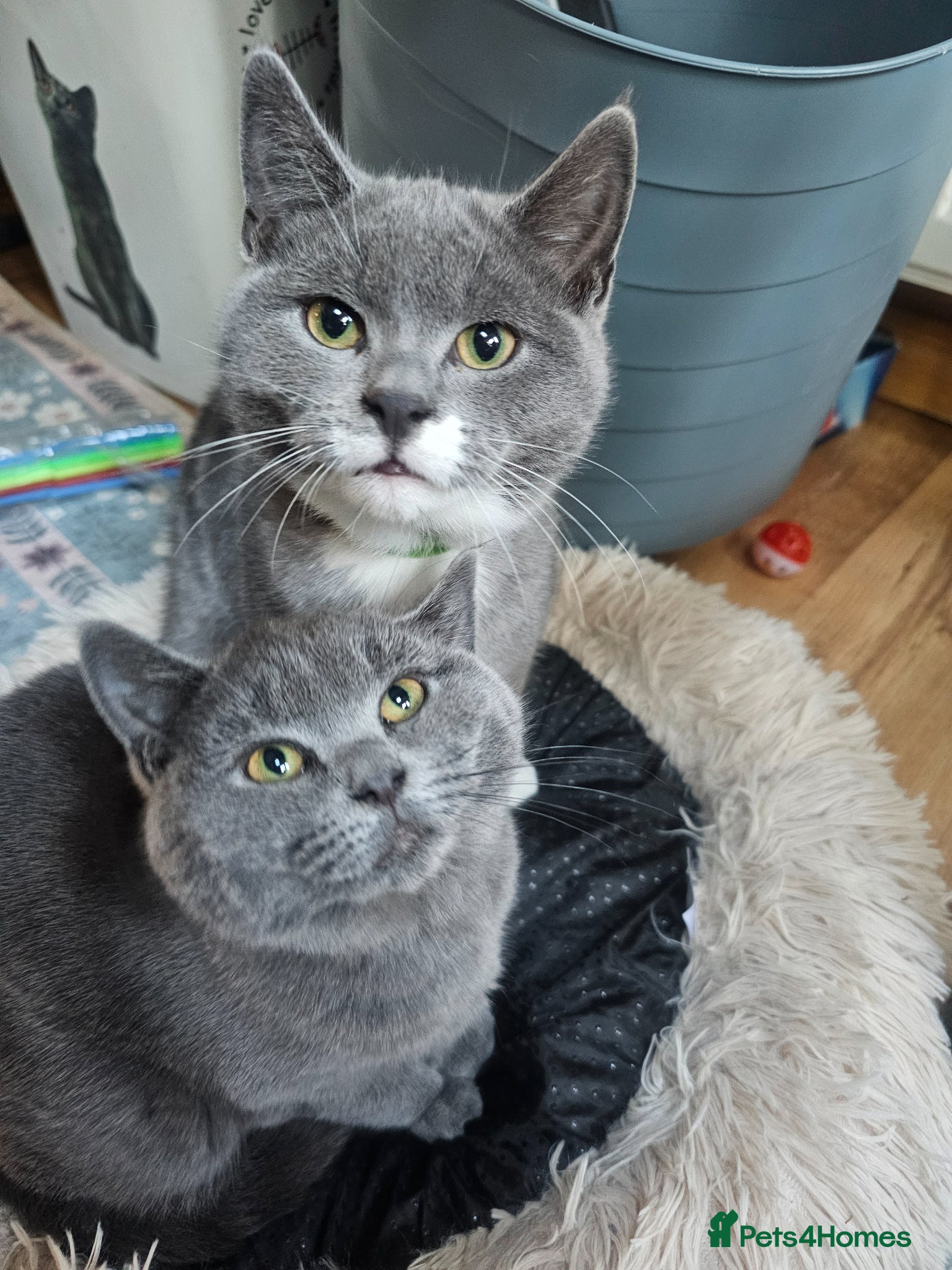 British Shorthair cats British Shorthair Cross black grey cheeky - Advert 2