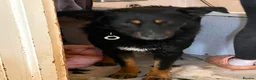 Mixed Breed dogs for adoption: Scribble - Norwich Norfolk  - Advert 10