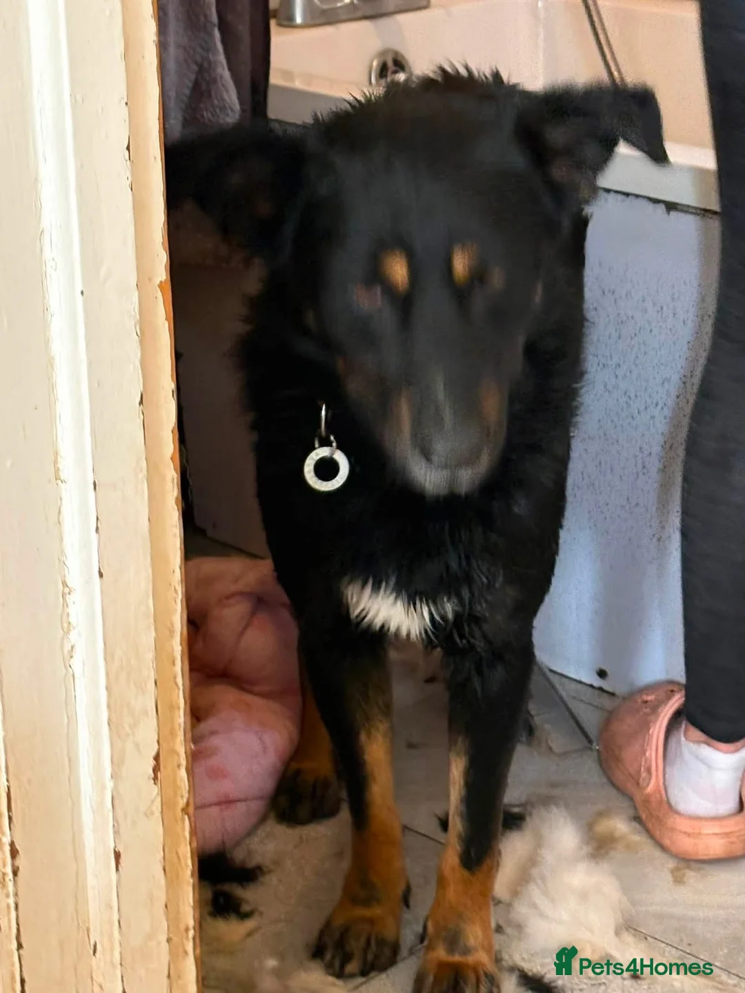 Mixed Breed dogs for adoption: Scribble - Norwich Norfolk  - Advert 10