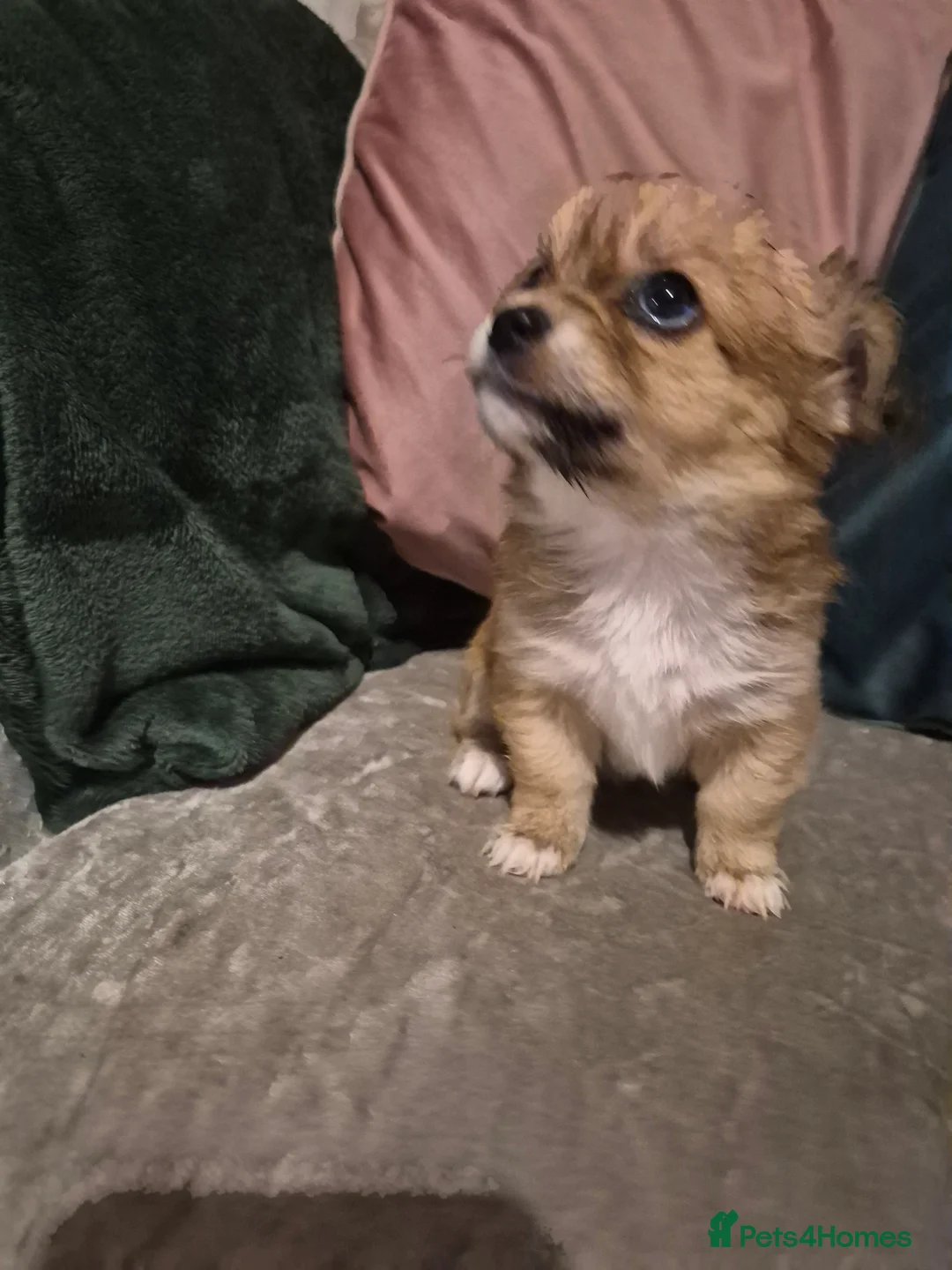 Chihuahua dogs for sale: Pure Chihuahua puppies  - Advert 30