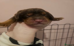 Cocker Spaniel dogs for sale: 6 beautiful cocker spaniels  - Image 5