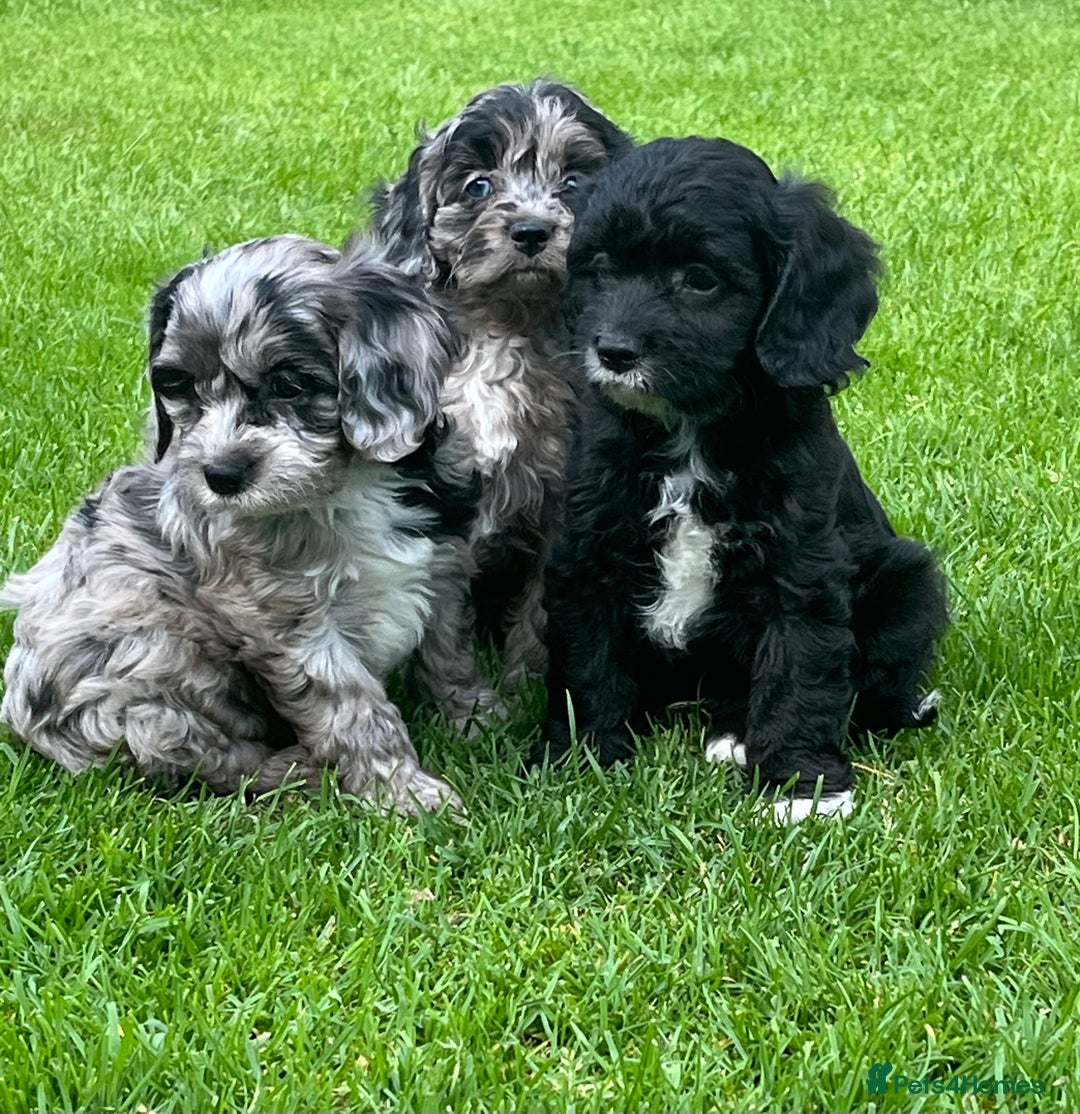 Cavapoo dogs for sale: Stunning Cavapoo puppies - Image 10