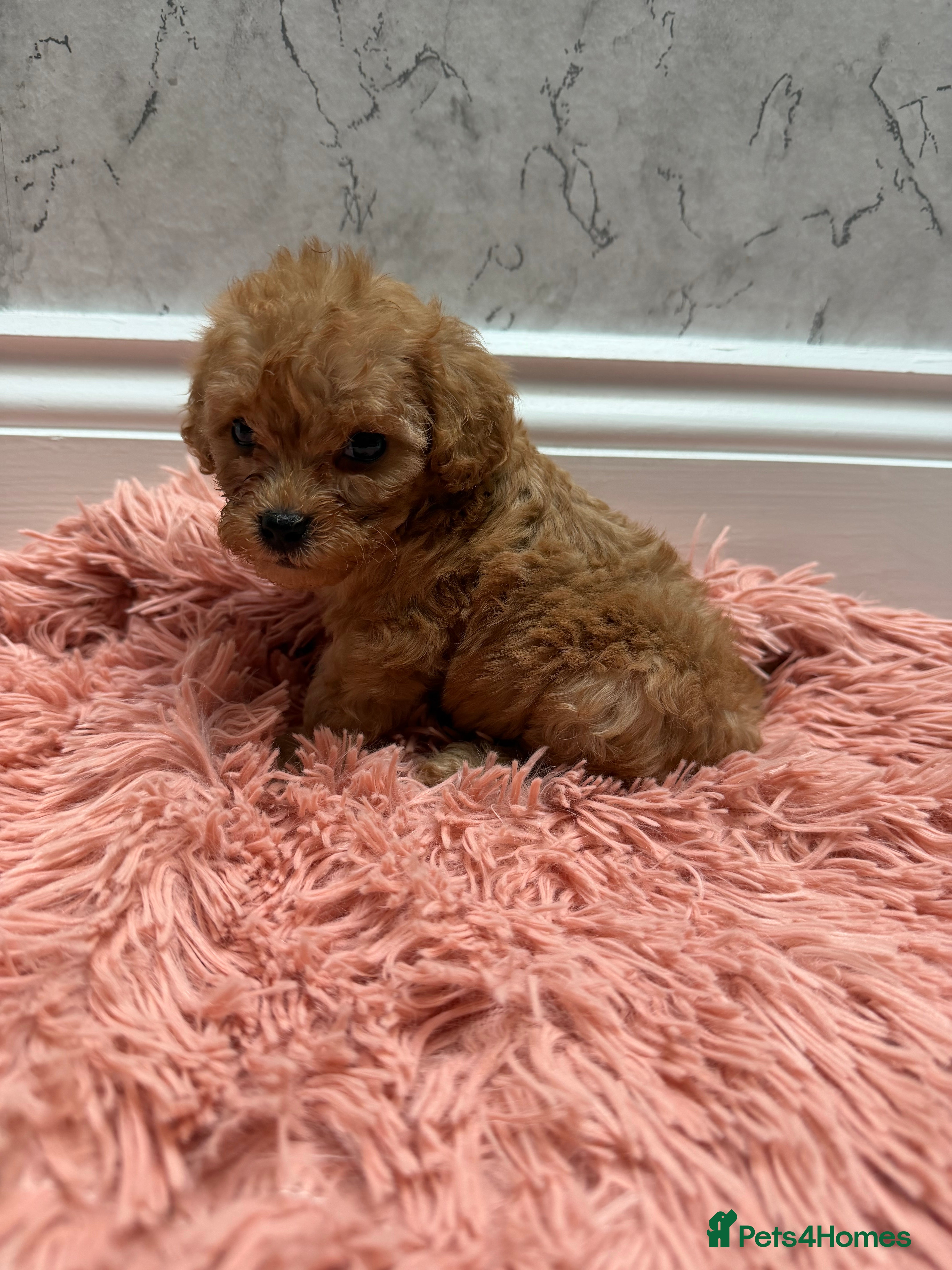 Cavapoo dogs Health Tested F1B Cavapoo - Advert 2