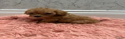Cavapoo dogs for sale: Stunning Cavapoo Puppies - Advert 10
