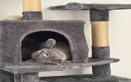 British Shorthair cats for sale: Beautiful British Shorthair Female Cat 🩵 - Image 5