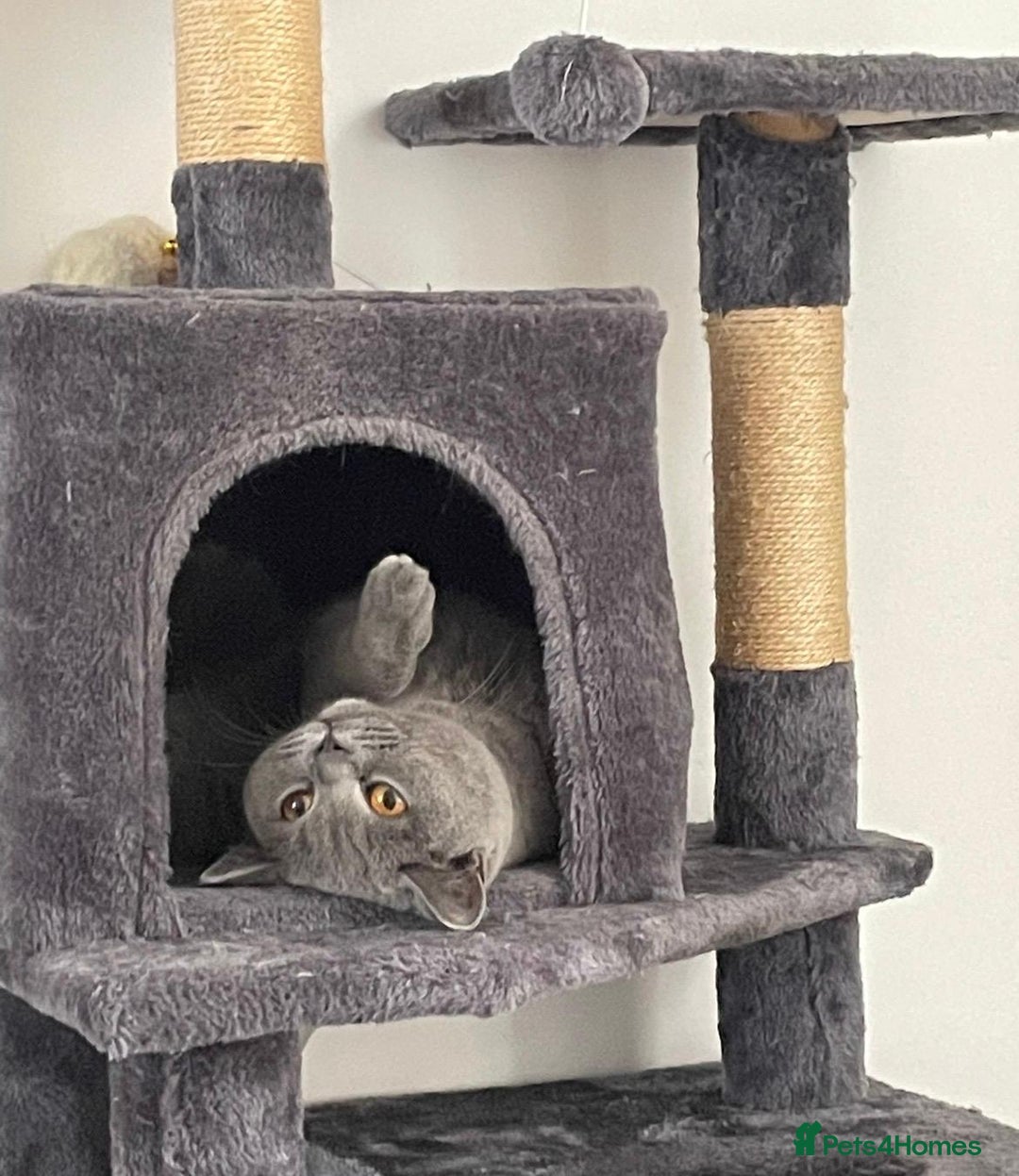 British Shorthair cats for sale: Beautiful British Shorthair Female Cat 🩵 - Image 5