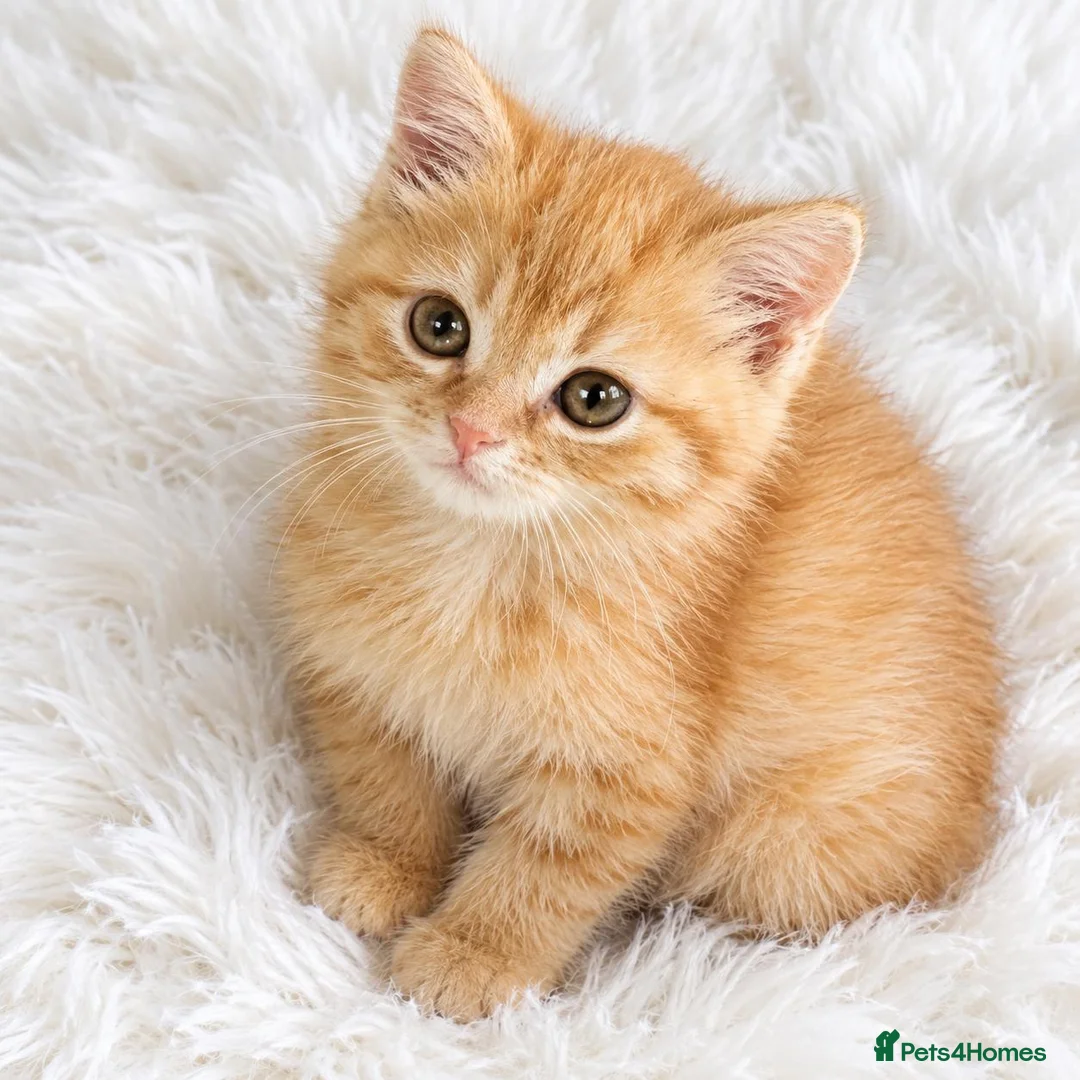 British Shorthair cats for sale: Beautiful GCCF furbabies British Shorthair. - Advert 2