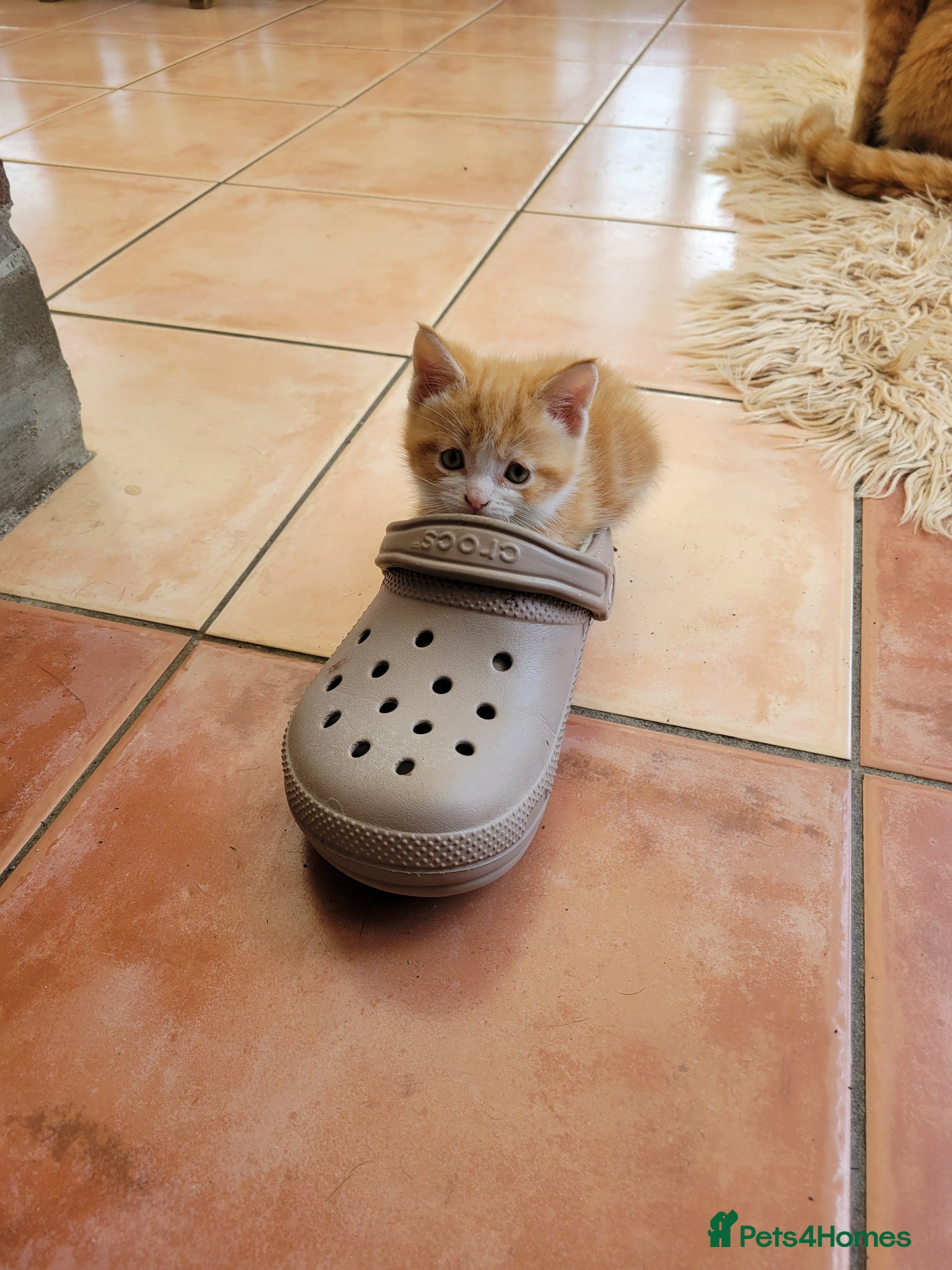 Mixed Breed cats for sale: Very cute kittens - Advert 1