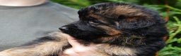 German Shepherd dogs for sale: LONGHAIRED GSD PUPPIES - Advert 1