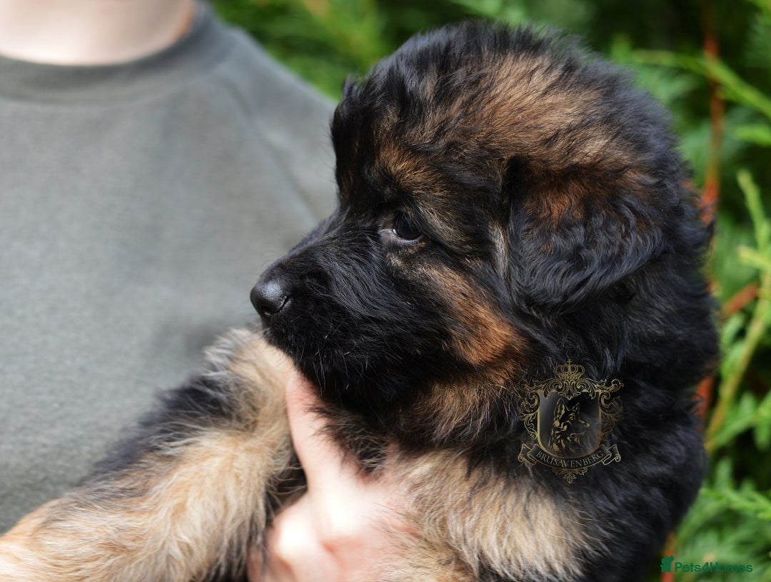 German Shepherd dogs for sale: LONGHAIRED GSD PUPPIES - Advert 1