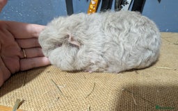 Guinea Pig rodents for sale: Swiss breed guinea pig babies & going adults  - Image 6