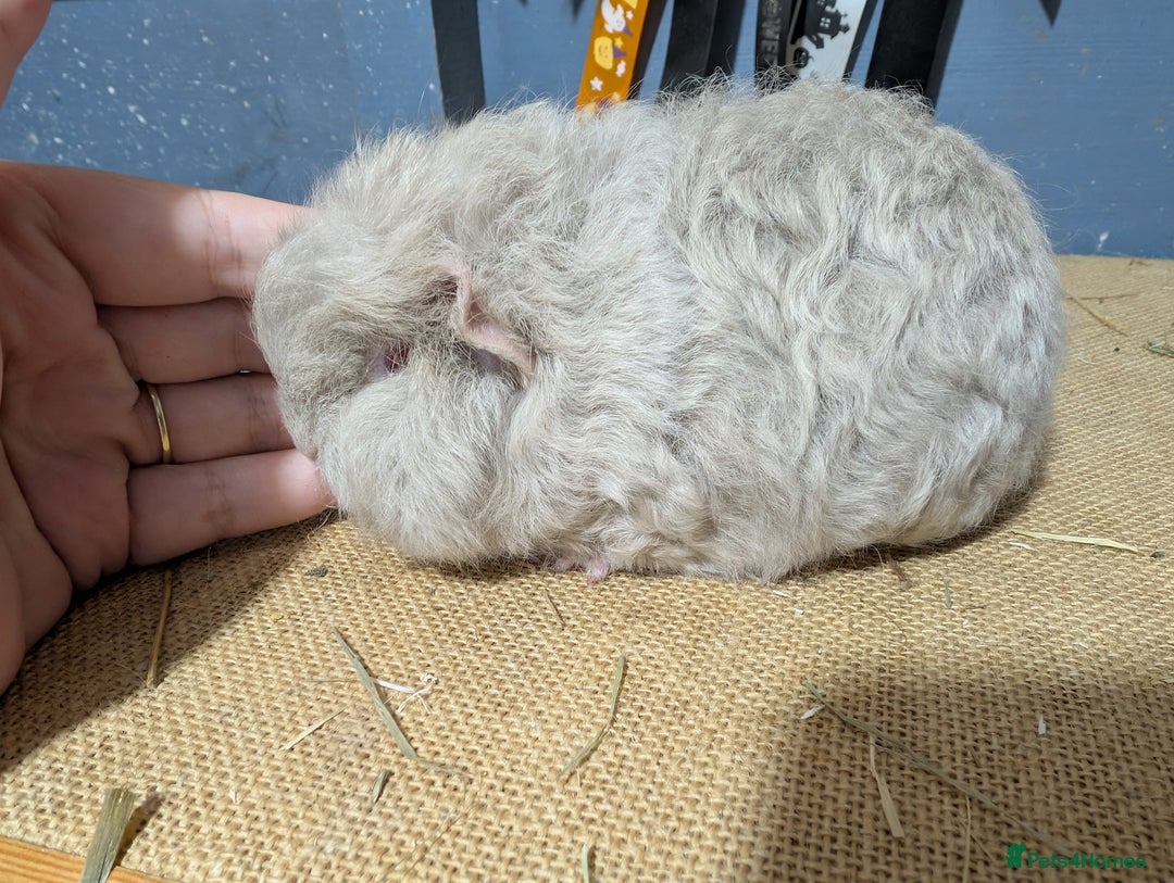 Guinea Pig rodents for sale: Swiss breed guinea pig babies & going adults  - Image 6