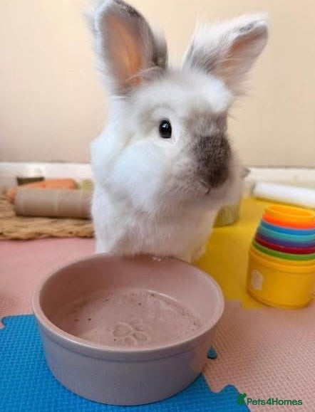 Mixed Breed rabbits Rabbits for adoption - Advert 1
