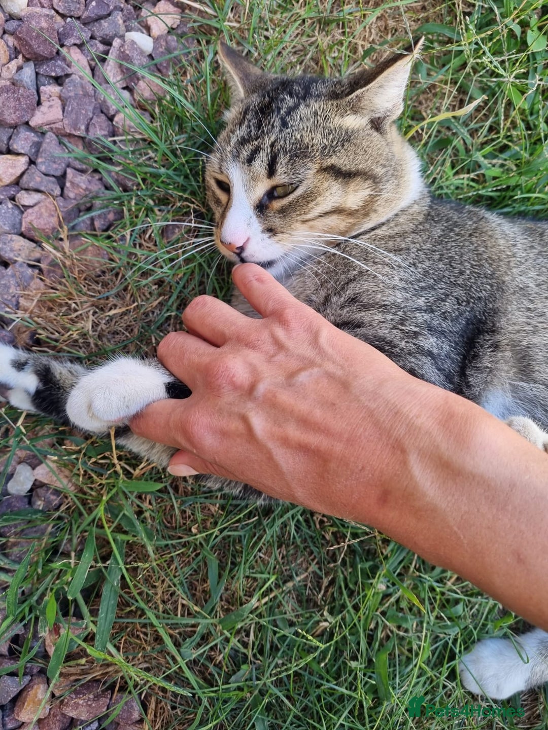 Mixed Breed cats for adoption: TOM -a friendly & proud boy- needs a Loving Home - Image 7