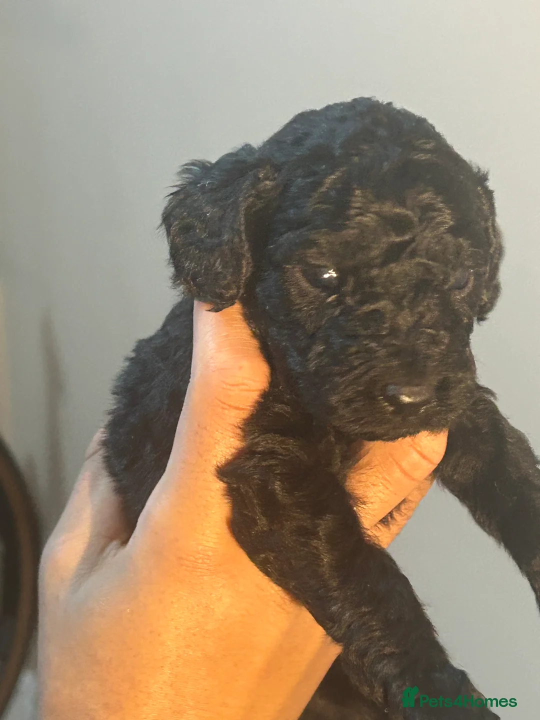 Cockapoo dogs for sale: Beautiful cockpoo - Advert 5
