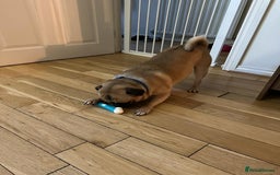 Mixed Breed dogs for sale: Zenny - Image 3