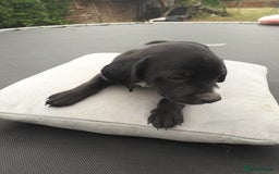 Field Spaniel dogs for sale: Spaniel puppies  - Image 14