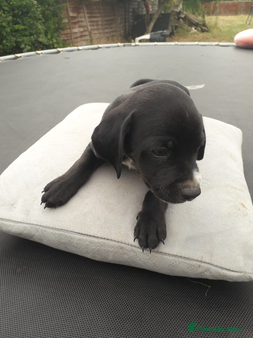Field Spaniel dogs for sale: Spaniel puppies  - Image 14