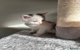 Persian cats for sale: mixed bombay and persian kittens  - Image 37