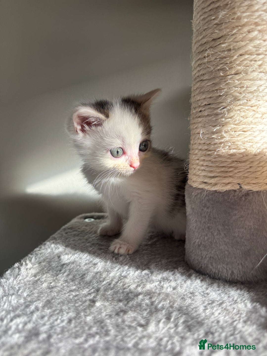 Persian cats for sale: mixed bombay and persian kittens  - Image 37