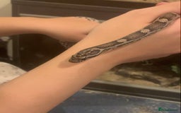 Corn Snake reptiles for sale: Corn snakes for sale - Image 6