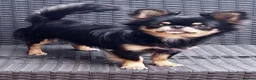 Chihuahua dogs for sale: KC reg chihuahua girl pup (health tested parents) - Advert 15