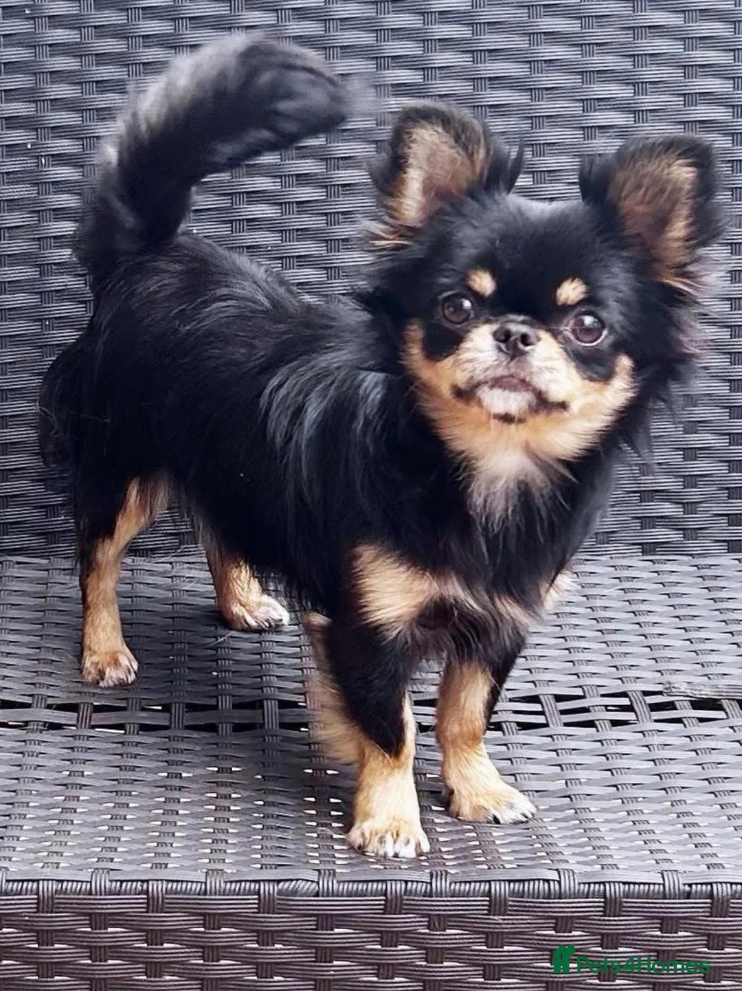 Chihuahua dogs for sale: KC reg chihuahua girl pup (health tested parents) - Advert 15