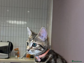 Bengal cats Very nice and quiet - Advert 12