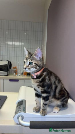 Bengal cats - Advert 3