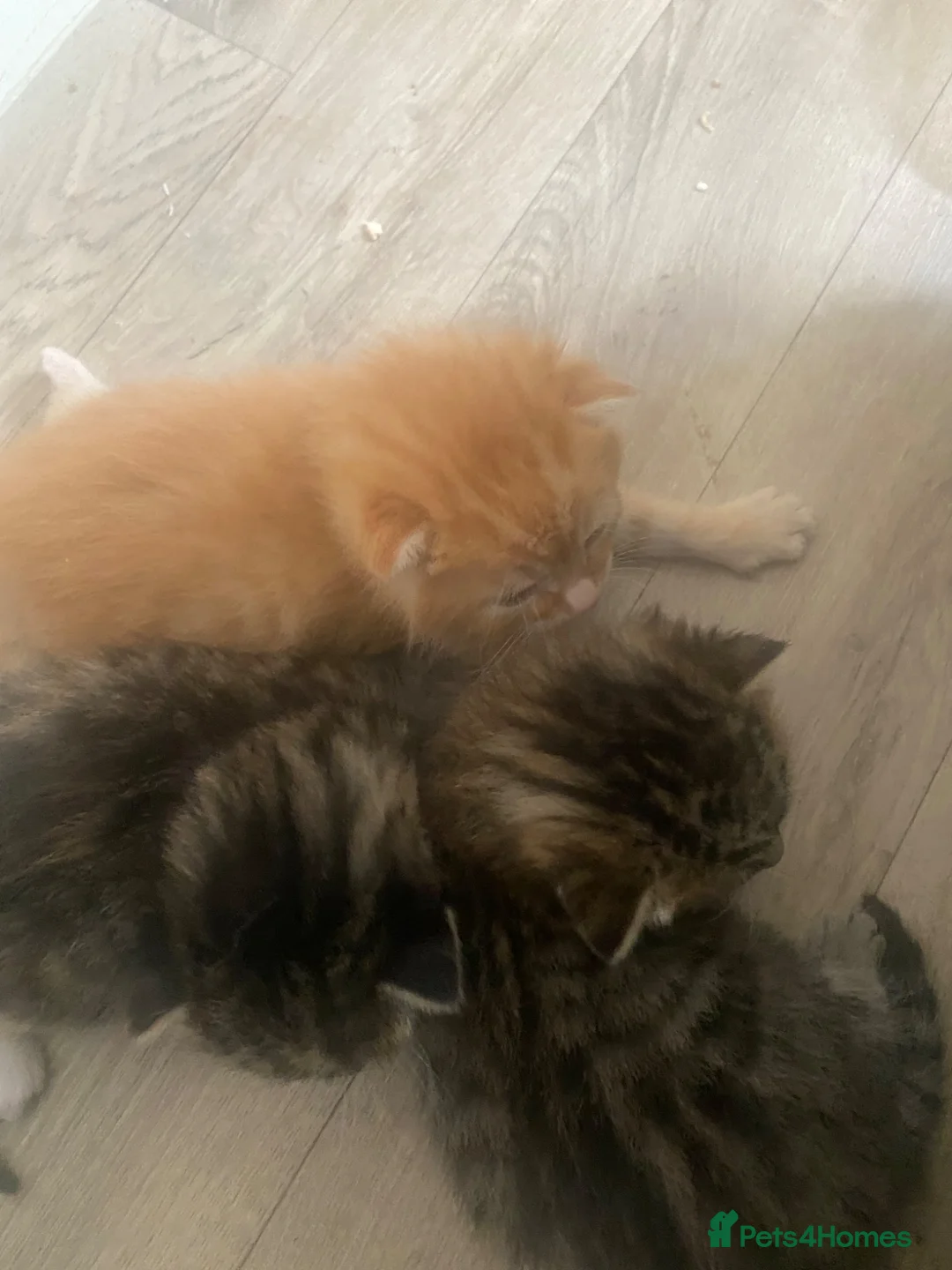 Bengal cats for sale:  🐾 Stunning Bengal Kittens Available  - Advert 1